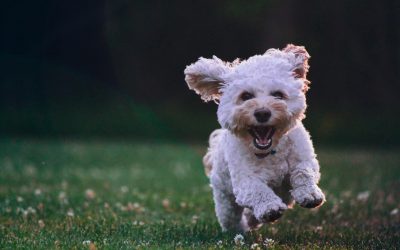Dog walking FAQs